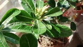 一枝莲爆料雪茄视频大全,雪茄视频大全大放送